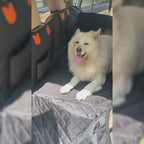 Rugged Paws™ Hard-Base Dog Back Seat Protector — Waterproof & Non-Slip